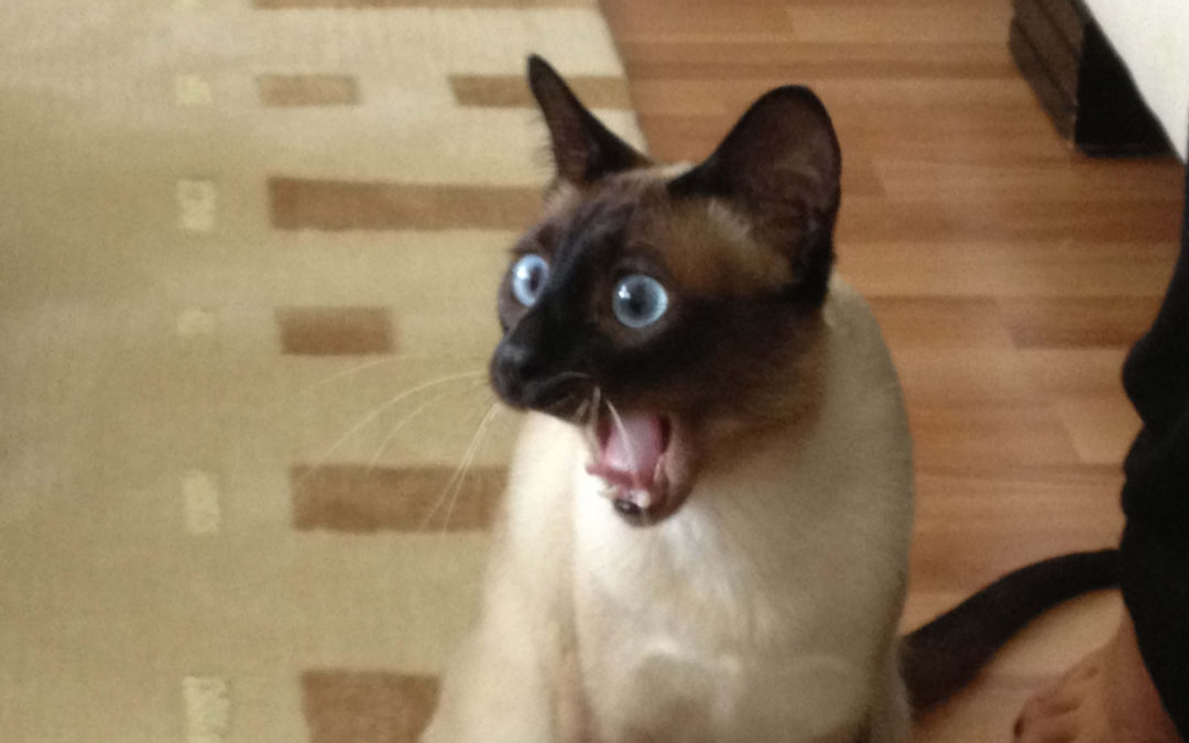 See What Your Ethereum Based NFT Is Worth?