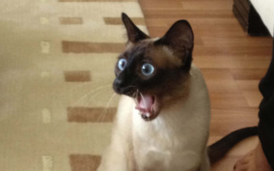 See What Your Ethereum Based NFT Is Worth?